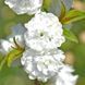 Сакура "Альба Плена"| Albа Plena SADU-0962 фото 2
