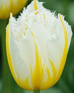 Тюльпан 2шт Lemon Beauty (Лемон Беауті) 111010 фото
