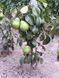 Колоновидная Груша "Павловская" SADU-0297 фото 1