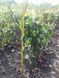 Колоновидная Груша "Павловская" SADU-0297 фото 3