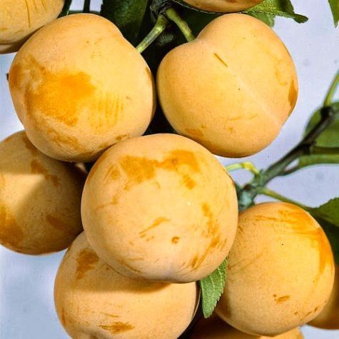 Слива "Любимая Млиева" (с прекрасным вкусом и значительным содержанием сахара) SADU-0987 фото