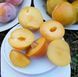 Слива "Любимая Млиева" (с прекрасным вкусом и значительным содержанием сахара) SADU-0987 фото 2