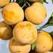 Слива "Любимая Млиева" (с прекрасным вкусом и значительным содержанием сахара) SADU-0987 фото 3