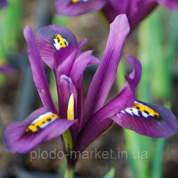 Ірис 5шт reticulata J.S. Dijt (Ретикулата Й С Дийт) сетчатые 11912 фото