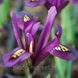 Ірис 5шт reticulata J.S. Dijt (Ретикулата Й С Дийт) сетчатые 11912 фото 2