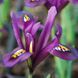 Ірис 5шт reticulata J.S. Dijt (Ретикулата Й С Дийт) сетчатые 11912 фото 1
