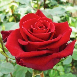 Роза чайно-гибридная "Форевер Янг" (Rose Forever Young) SADU-1285 фото