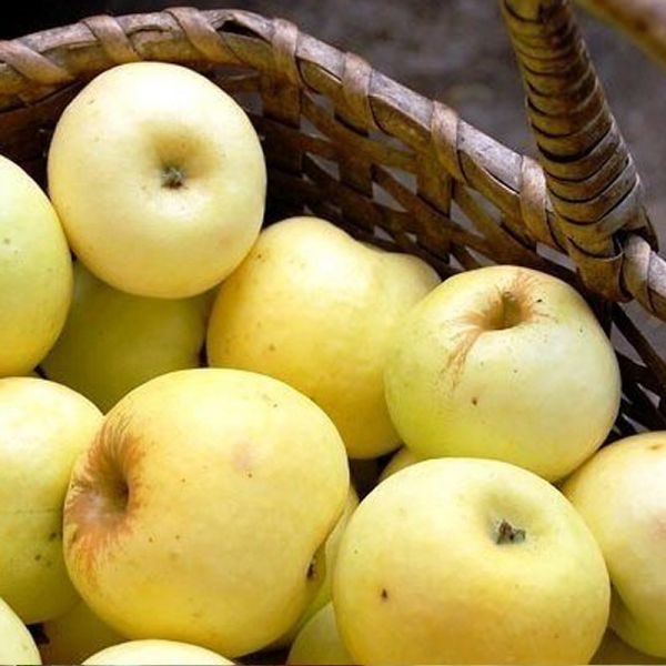 Яблуня "Антонівка" (класичний осінній сорт вітчизняної селекції) SADU-1467 фото