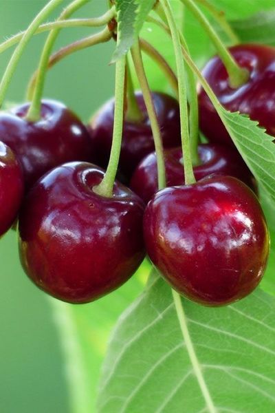 Черешня &laquo;Харді Гігант&raquo; (надзвичайно морозостійкий сорт-велетень, солодкий та хрусткий) SADU-1752 фото