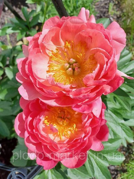 Півонія "Pink Hawaiian Coral" 2/3 бруньки (корневище) 11964 фото
