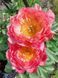 Півонія "Pink Hawaiian Coral" 2/3 бруньки (корневище) 11964 фото 2
