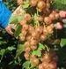 Смородина рожева "Перлина" Ексклюзив! SADU-1020 фото 1