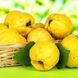 Новинка! Айва "Подарунок Онукові" (Український сорт, ранній термін дозрівання) SADU-0126 фото 3