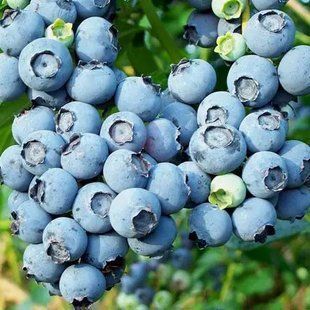 Лохина &laquo;Блюголд&raquo; 3-х річна (надпродуктивний сорт із компактним кущем та десертним смаком) SADU-1803 фото