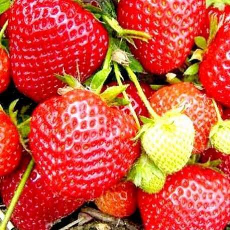 Полуниця &laquo;Федеріка&raquo; 10шт (Італійська селекція, середньорання, преміальний смак та висока стійкість) SADU-1853 фото