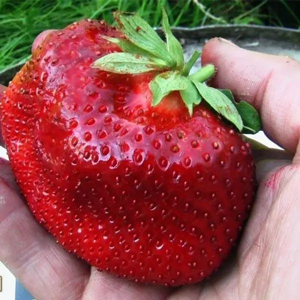 Клубника &laquo;Палермо&raquo; 10шт (Итальянская селекция, среднеранняя, необычайно сладкая и транспортабельная) SADU-1854 фото