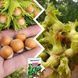 Фундук Микс из 2шт &ldquo;Элита&rdquo; &mdash; сорт Королевский + Тонда Роману + Удобрение-укоренитель 300г SADU-1554 фото 3