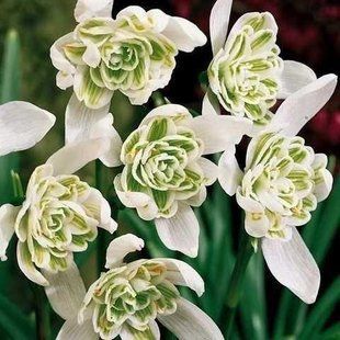 Підсніжник 3шт Nivalis Flore Pleno (Ніваліс Флоре Плено) цибулини 11968 фото
