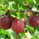 Крыжовник "Сварог" (высокоурожайный сорт) SADU-0096 фото 1