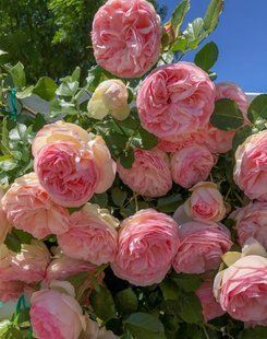 Троянда плетиста "Eden Rose" SADU-0878 фото