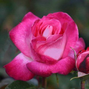 Троянда Гожар&nbsp;(Rose Gaujard) SADU-1225 фото