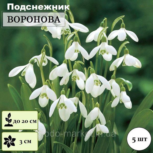 Підсніжник 5шт Woronowii (Воронова) циулини 5/6 11969 фото