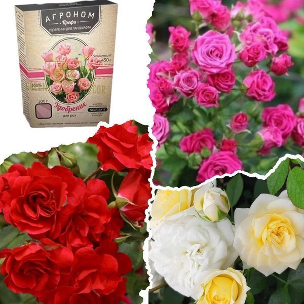 Набір бордюрних троянд &laquo;Теплі відтінки&raquo; &mdash; Honey Milk + Pink Spray + Red Hit + добриво для троянд 300 г SADU-1513 фото