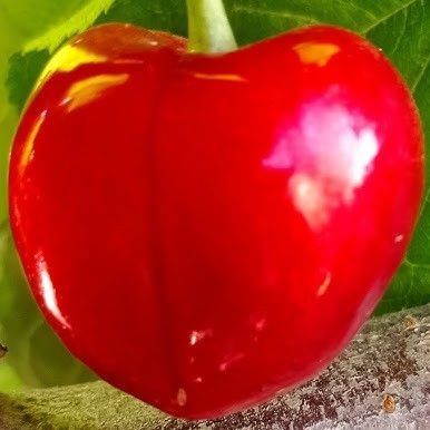 Новинка! Черешня &laquo;Міа&raquo; (сорт запилювач, Чеська селекція) SADU-1475 фото