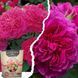 Набір англійських троянд &laquo;Ароматний сад&raquo; &mdash; Princess Anne + Sophy&rsquo;s Rose + добриво для троянд 300 г SADU-1508 фото 1