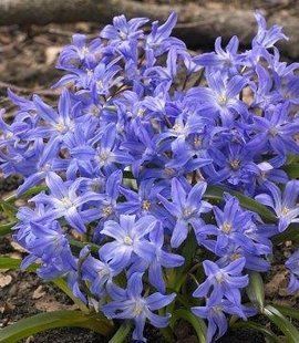 Хіонодокса 5шт Blue Giant (Блуе Гігантська) 111026 фото