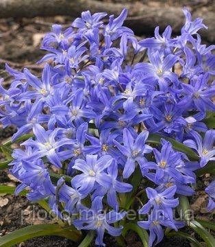 Хіонодокса 5шт Blue Giant (Блуе Гігантська) 111026 фото