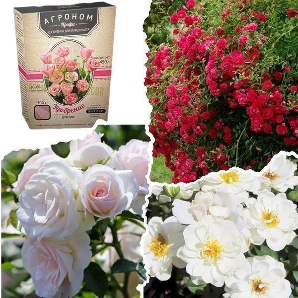 Набір троянд для клумби &laquo;Біло-червоний контраст&raquo; &mdash; Aspirin Rose + White Cover + Red Fairy + добриво для троянд 300 г SADU-1514 фото