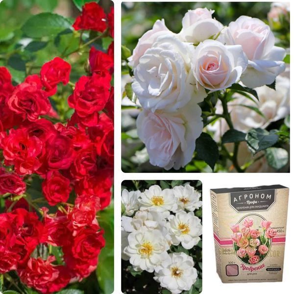 Набір троянд для клумби &laquo;Біло-червоний контраст&raquo; &mdash; Aspirin Rose + White Cover + Red Fairy + добриво для троянд 300 г SADU-1514 фото