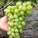 Виноград &laquo;Гарант&raquo; (надежный высокоурожайный сорт с повышенной устойчивостью к болезням) SADU-1817 фото 1